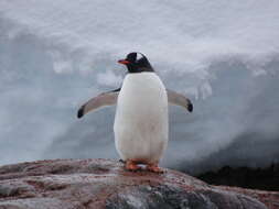 Image of Gentoo Penguin