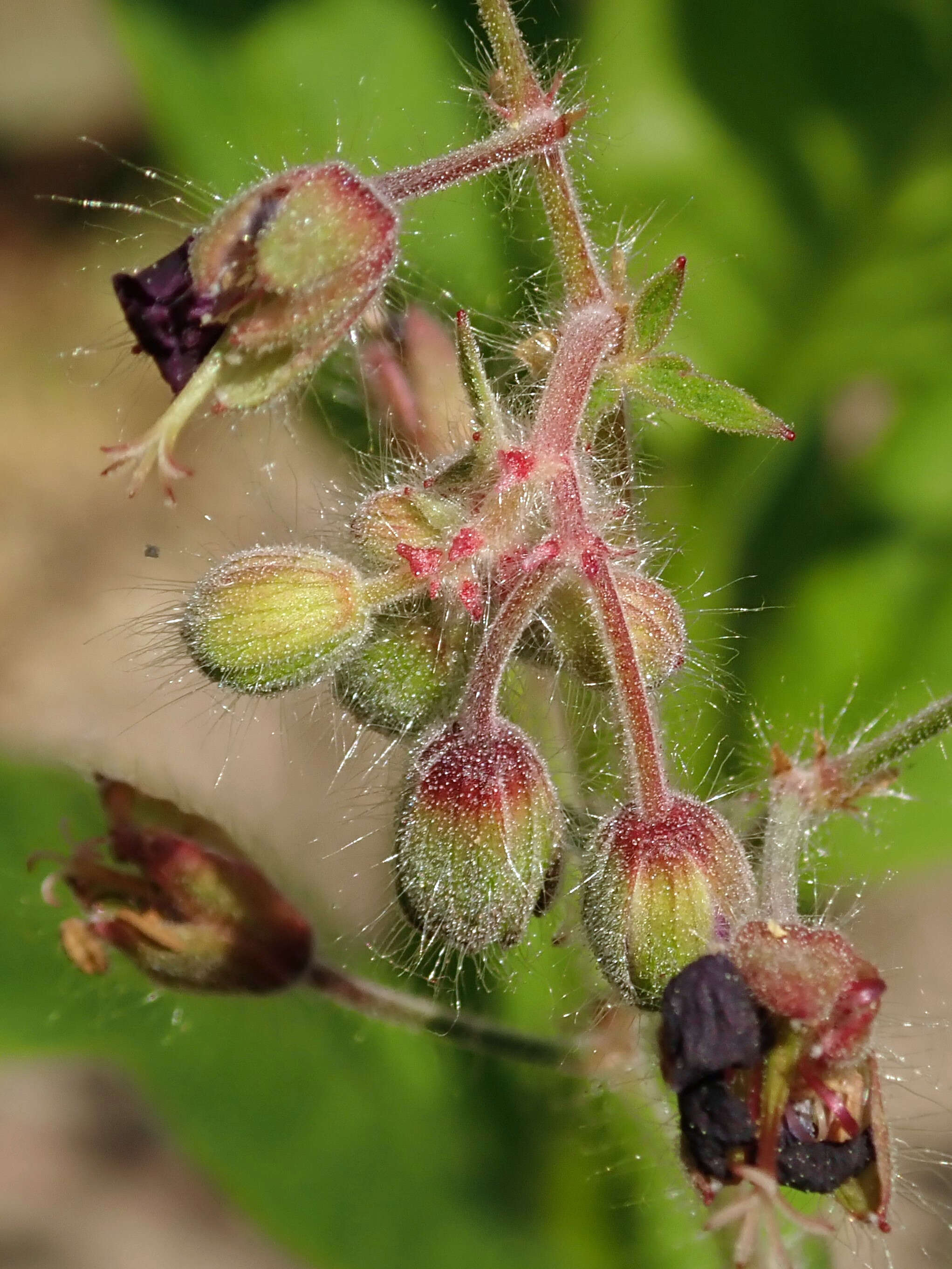 Image of black widow