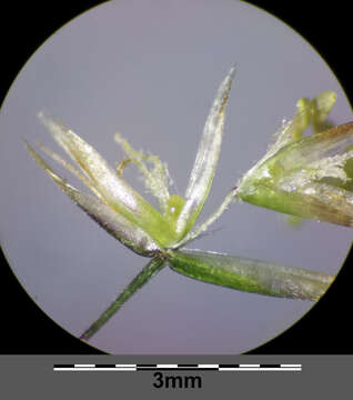 Image of Tufted Hair-grass