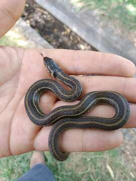 Image of Mexican Garter Snake