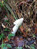 Image of Stinkhorn