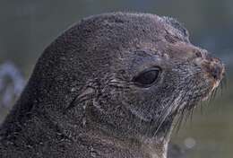 Image of Antipodean Fur Seal