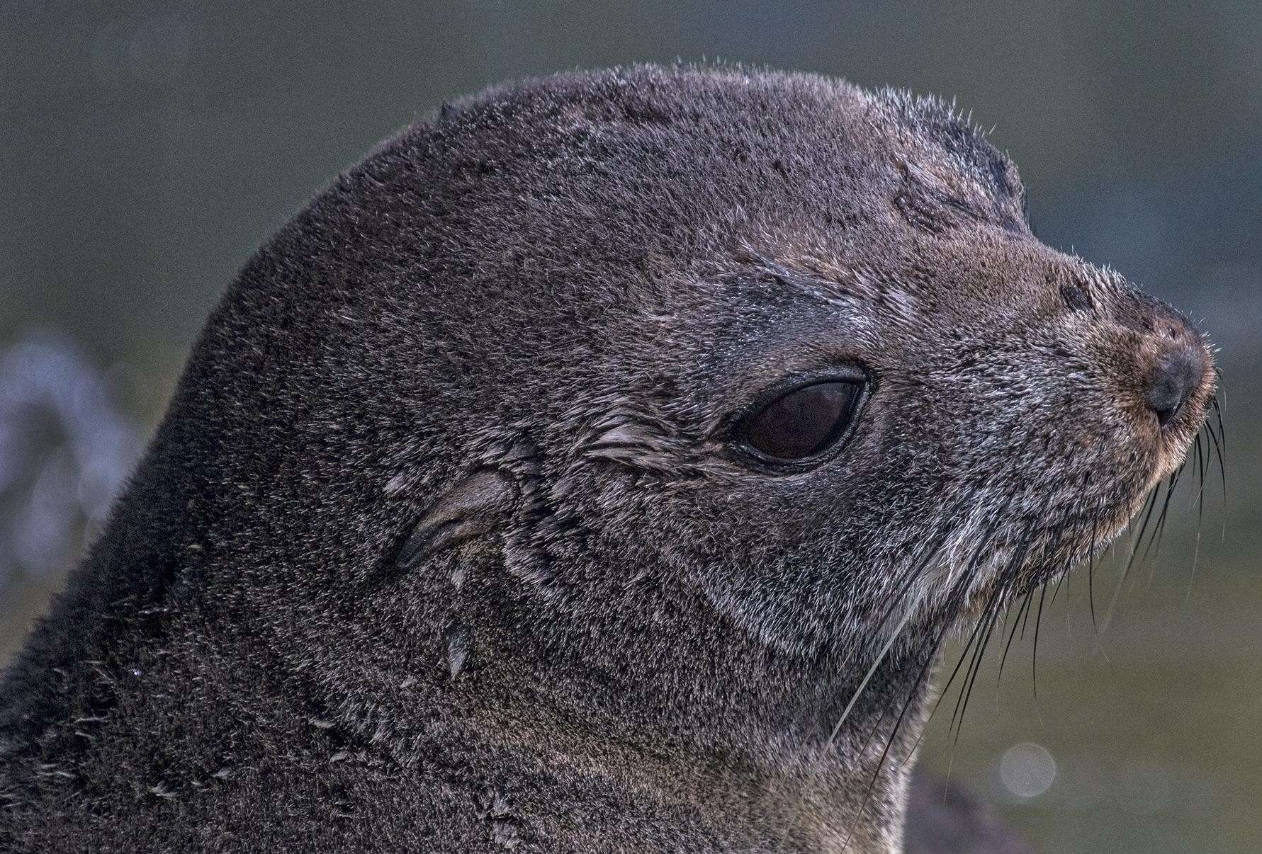 Image of Antipodean Fur Seal