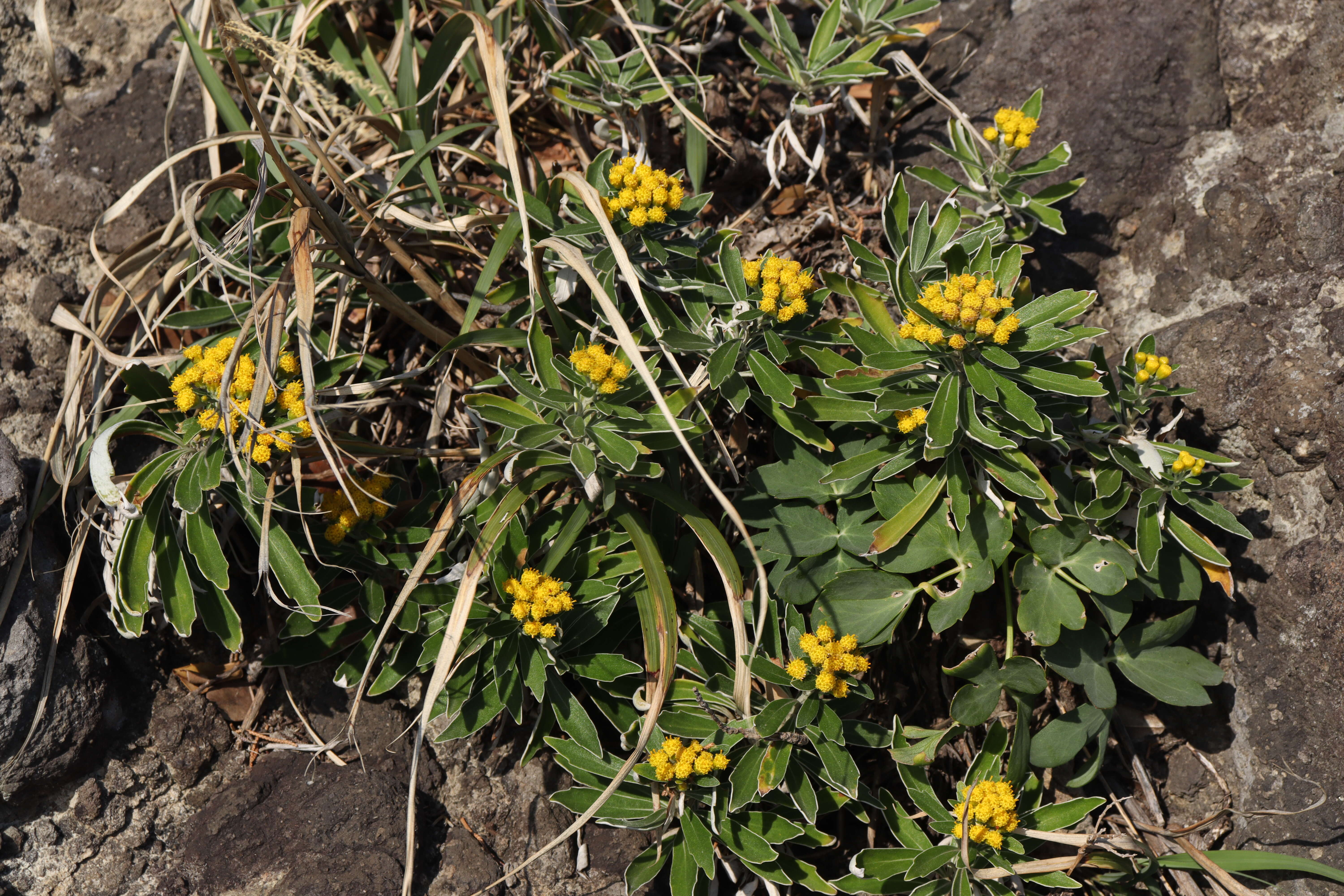 Plancia ëd Ajania pacifica (Nakai) K. Bremer & C. J. Humphries