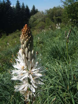 Image of White asphodel