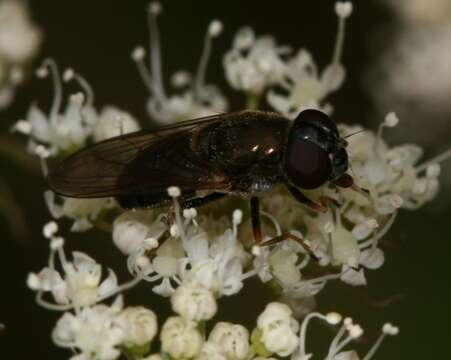 Image of <i>Cheilosia scutellata</i>