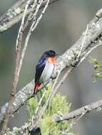 Image of Mistletoebird