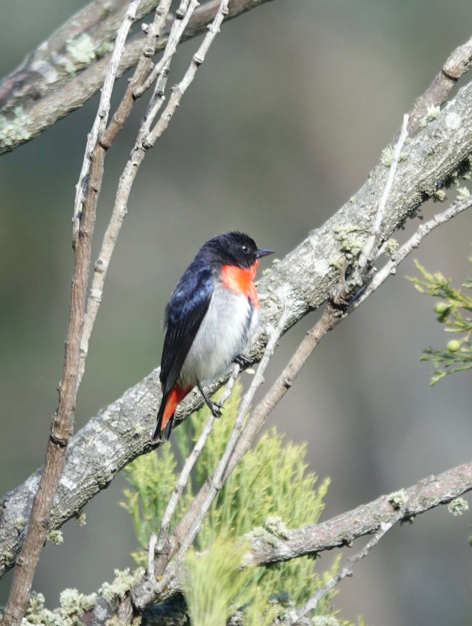 Image of Mistletoebird