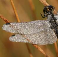 Image of black darter