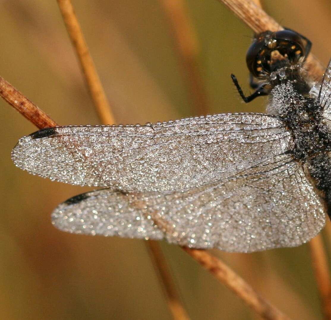 Image of black darter