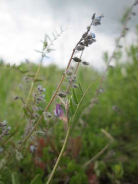 Image of Early Forget-me-not