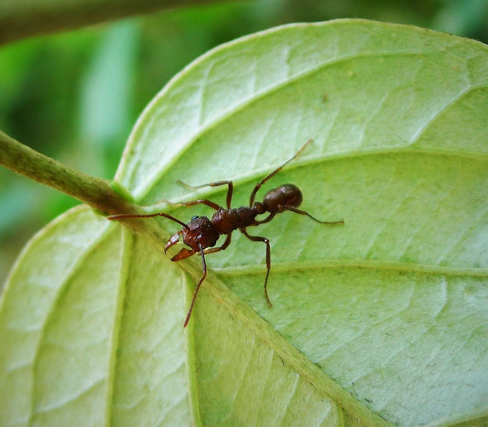 Ectatomma tuberculatum (Olivier 1792)的圖片