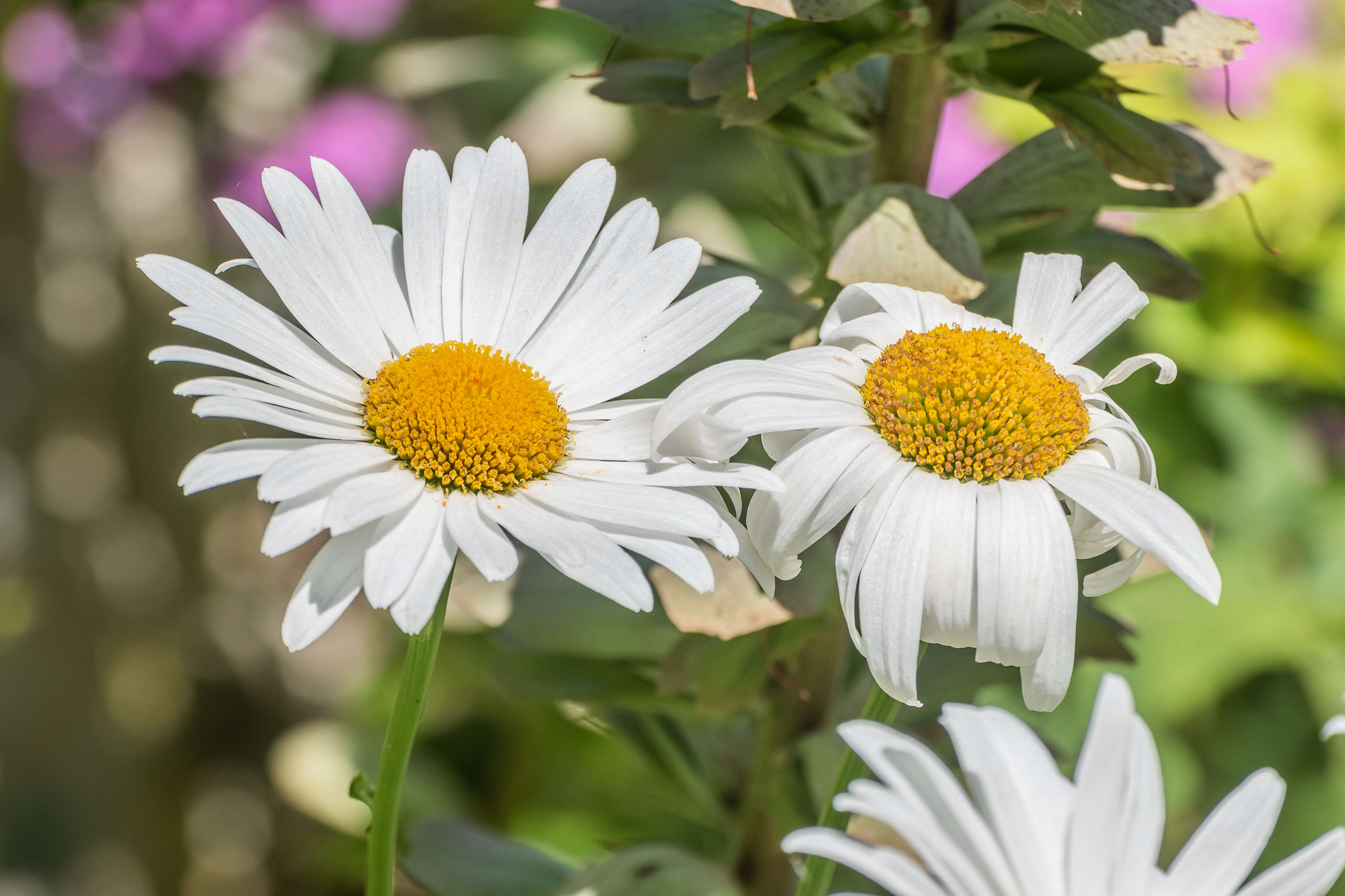 Image of max chrysanthemum