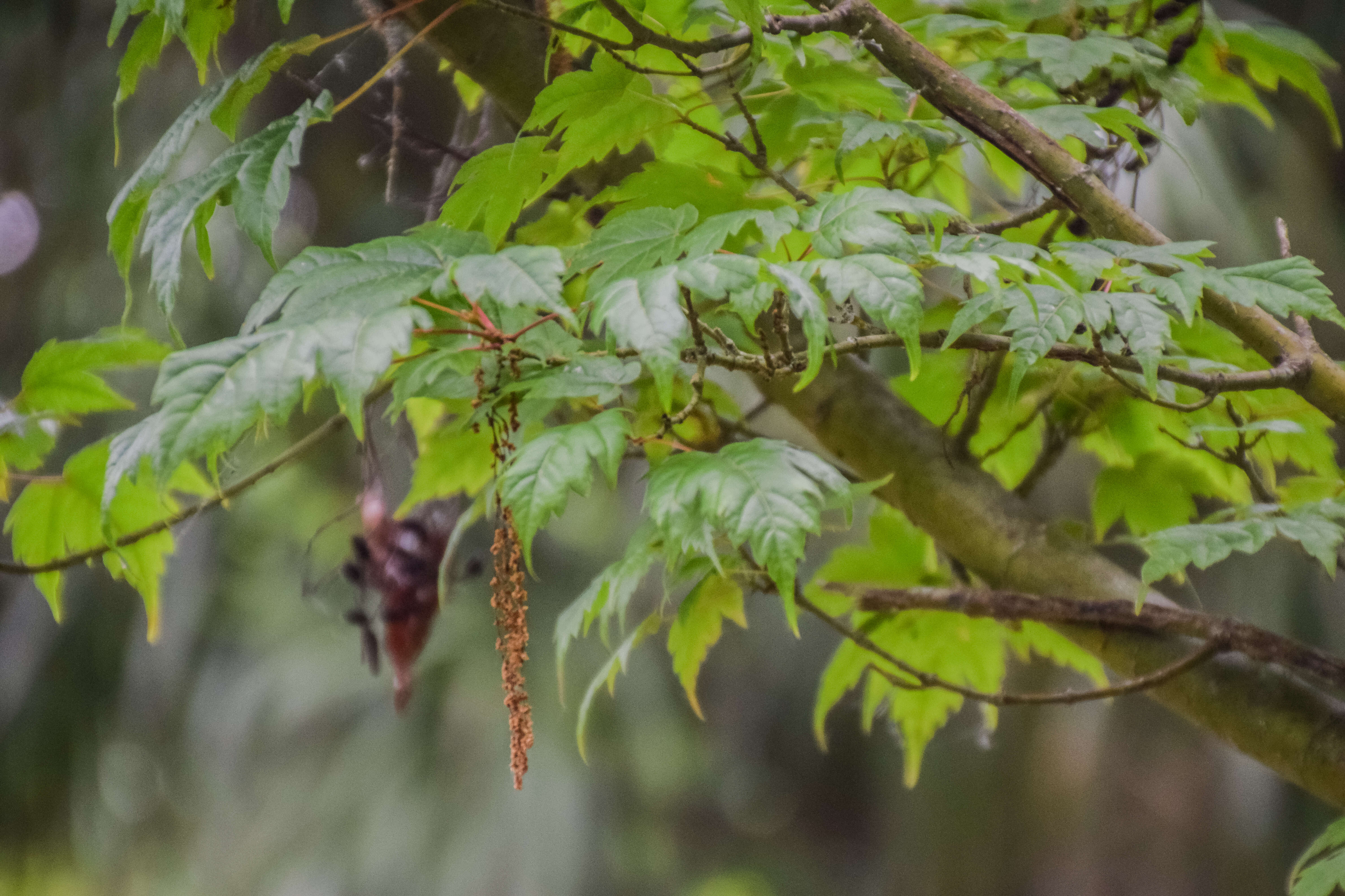 Image of Acer tschonoskii Maxim.