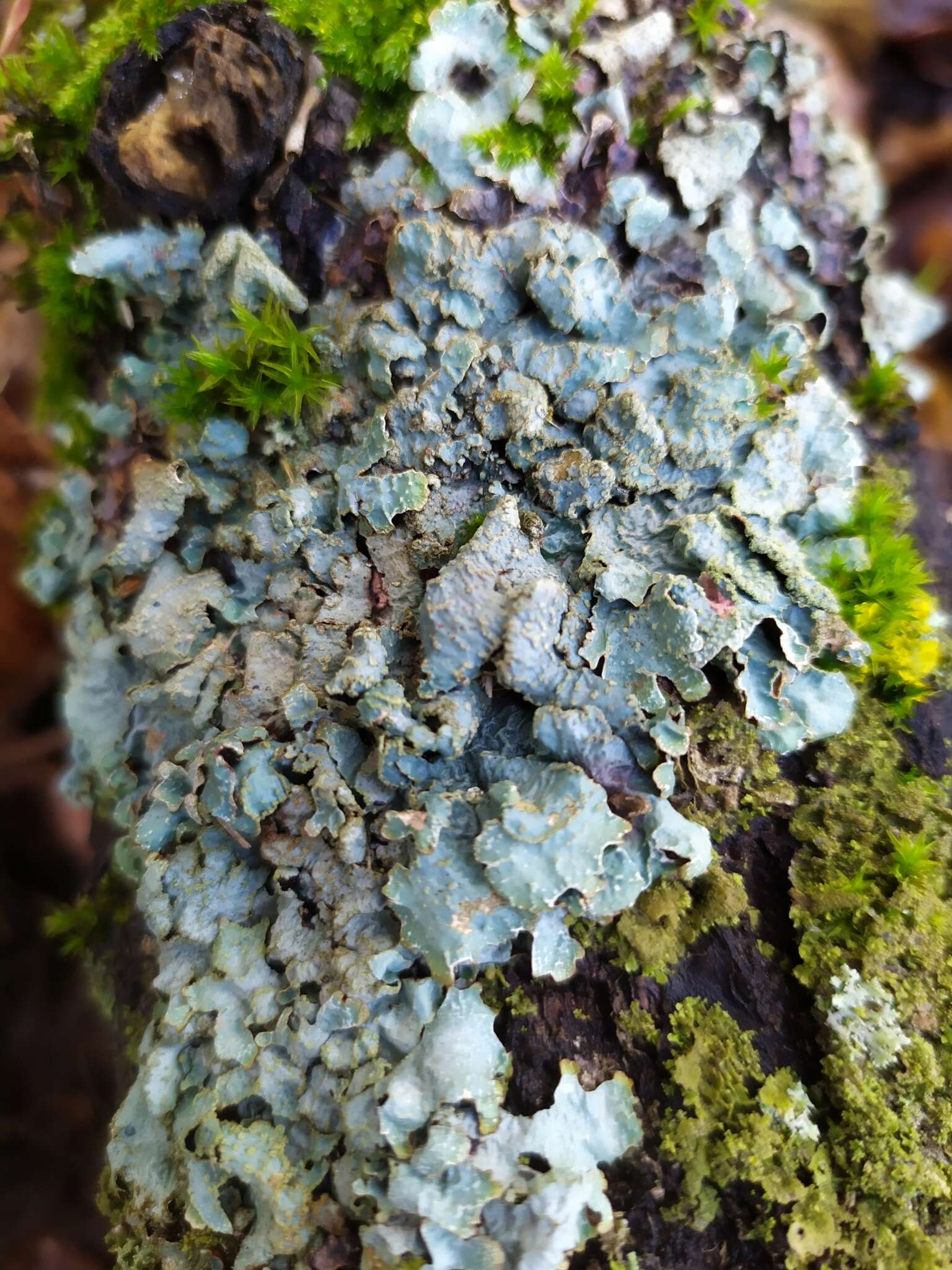 Image of Hammered shield lichen