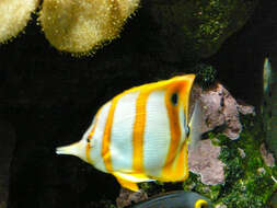 Image of Banded Longsnout Butterflyfish