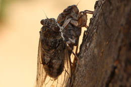 Image of Cicada orni Linnaeus 1758