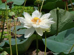 Image of sacred lotus