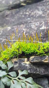 Image of tortula moss