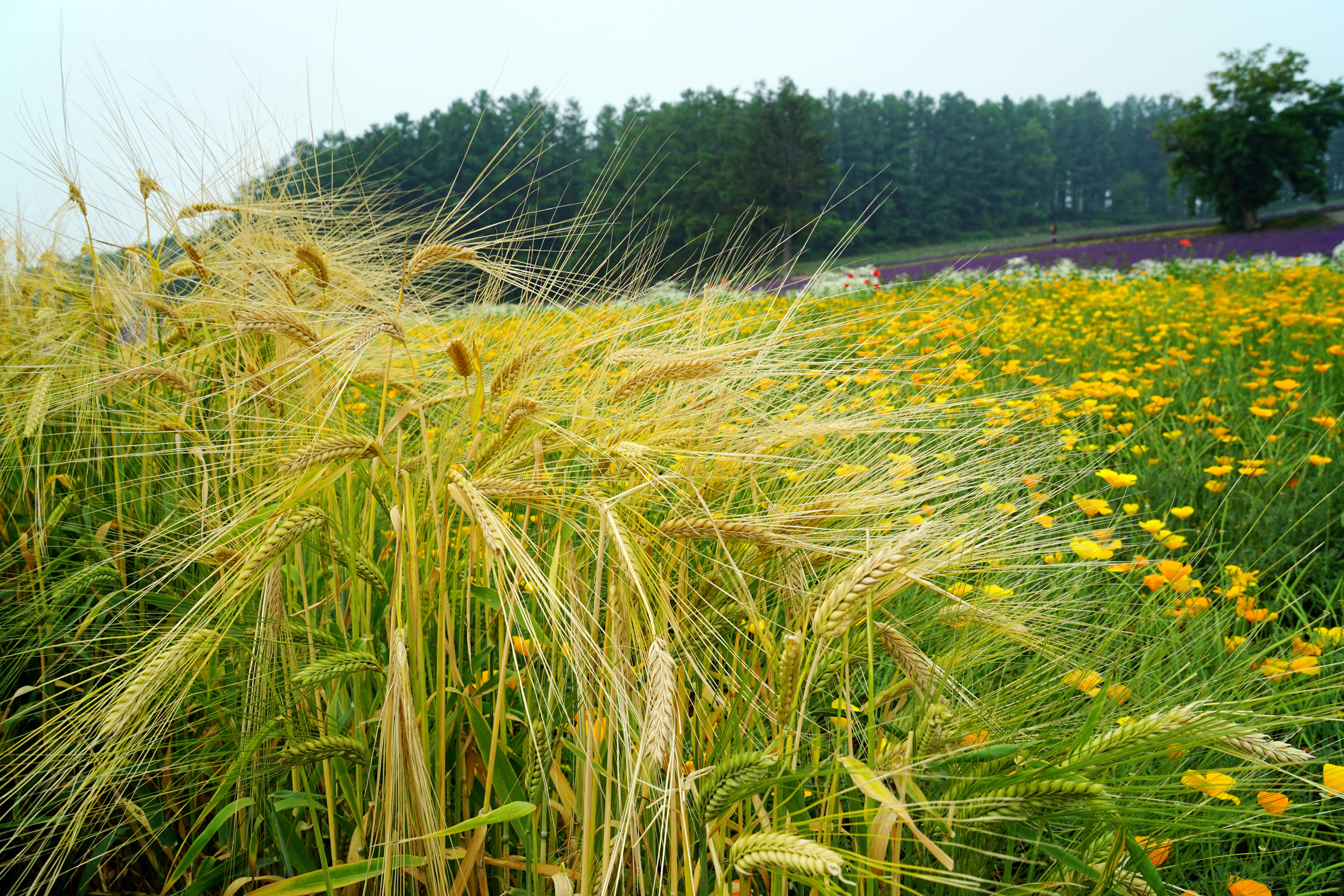 Image of Hordeum distichon L.