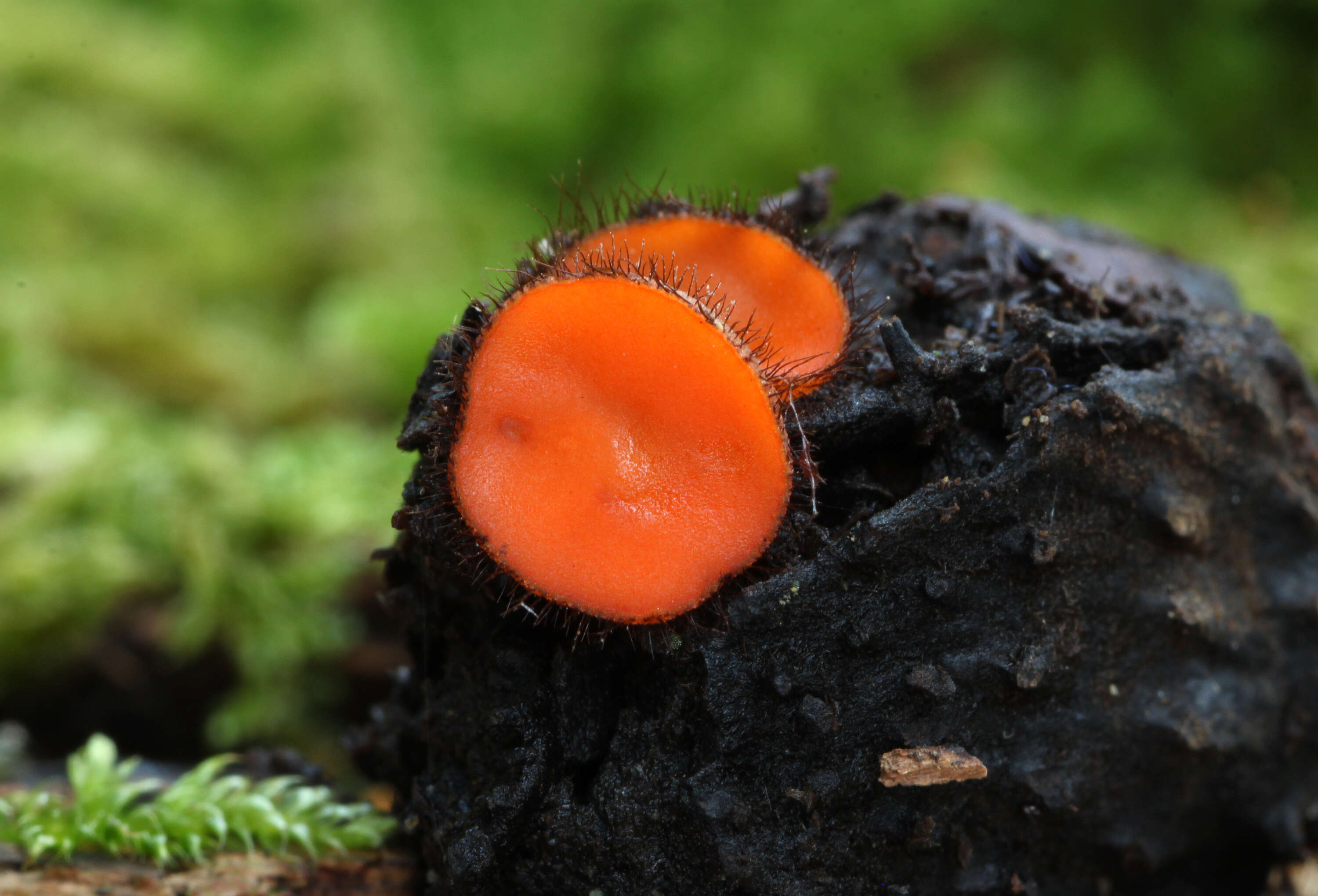 Image of Scutellinia scutellata (L.) Lambotte 1887