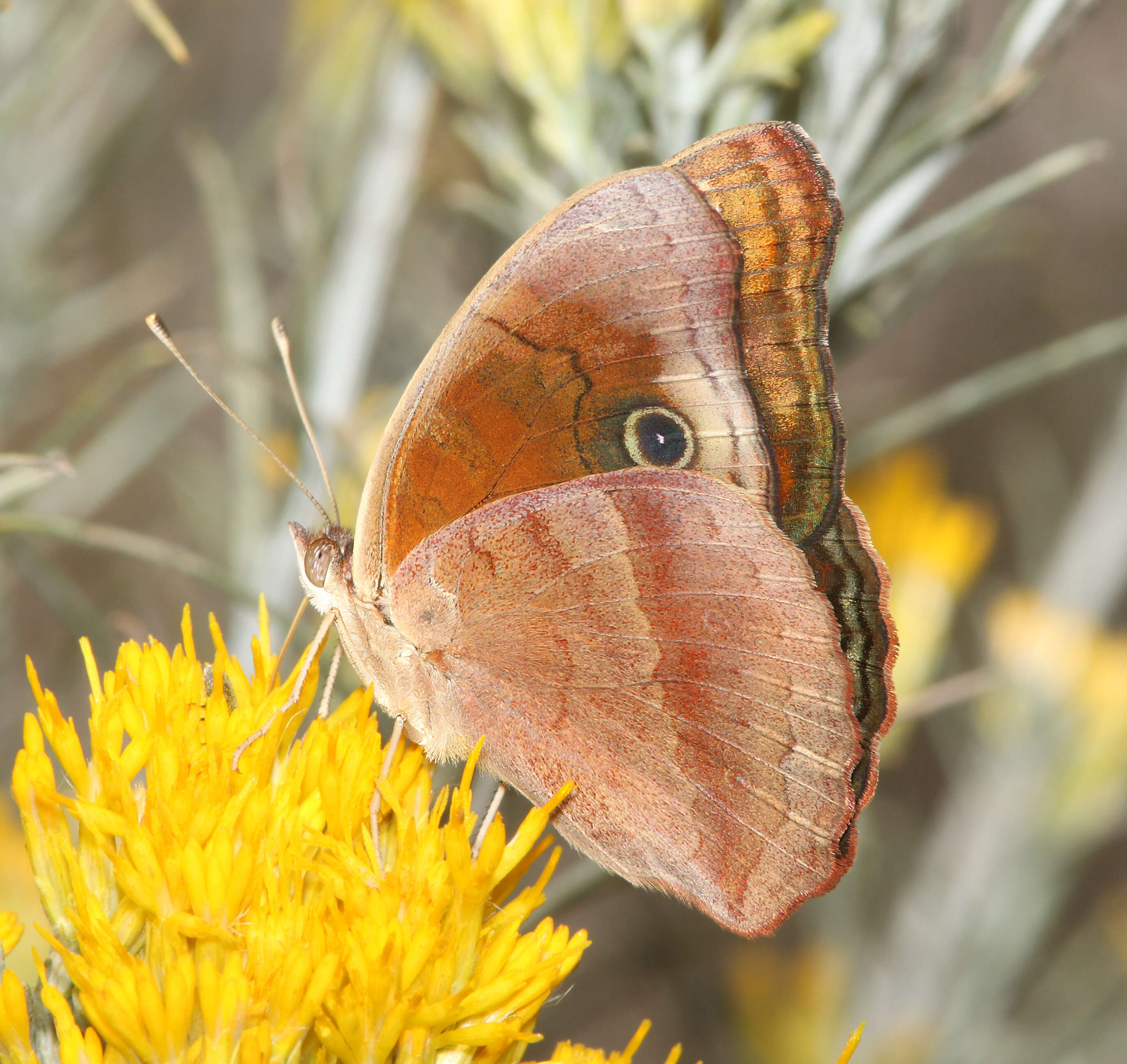 Image of Junonia nigrosuffusa Barnes & McDunnough 1916