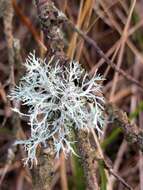 Imagem de Ramalina farinacea (L.) Ach.