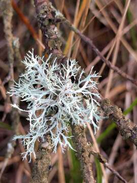 Image of farinose cartilage lichen