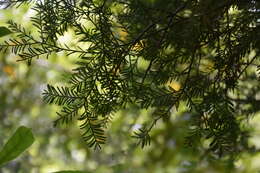 Image of Black Pine