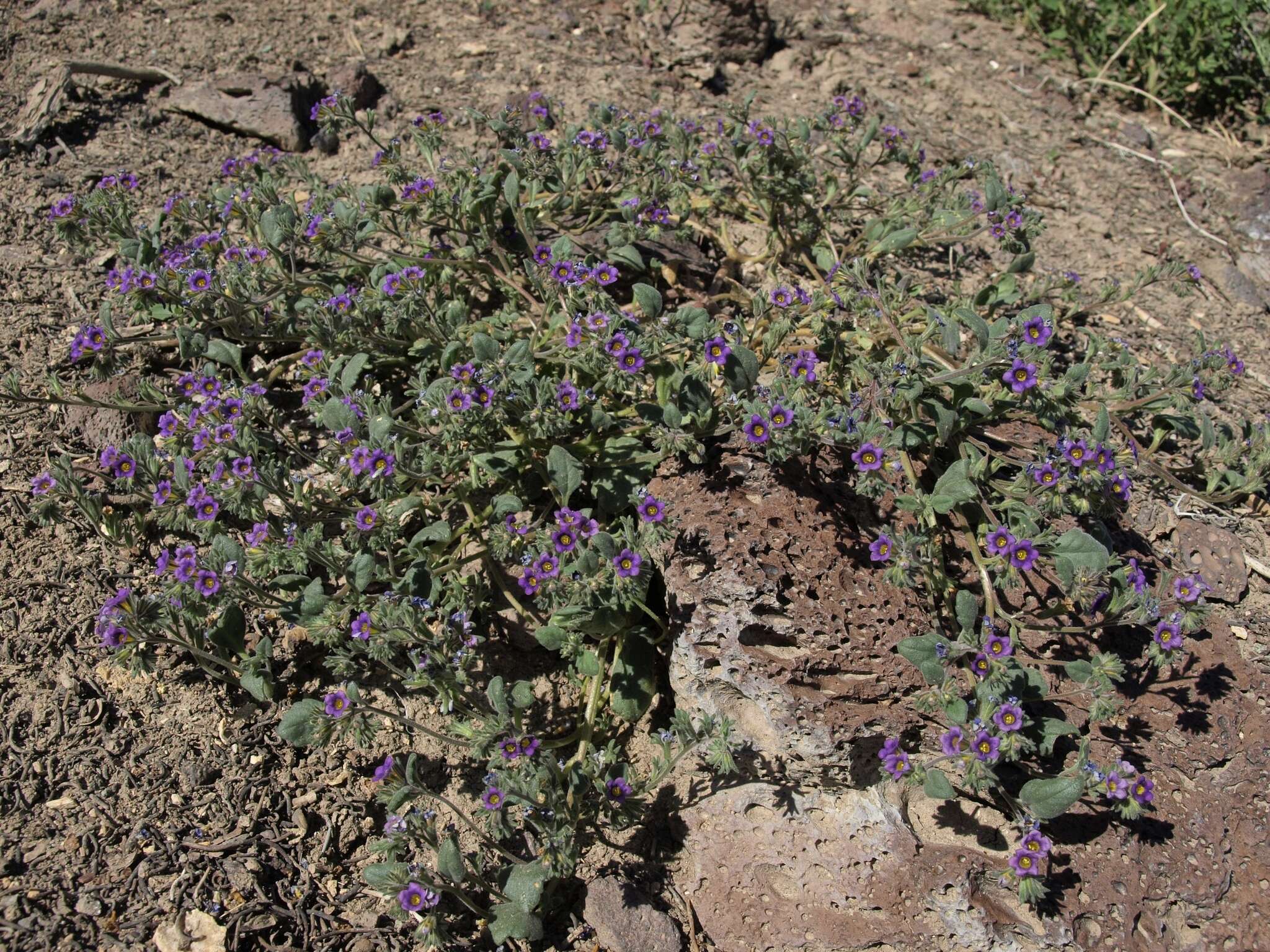 Image of nakedstem phacelia