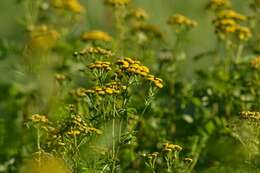 Image of common tansy