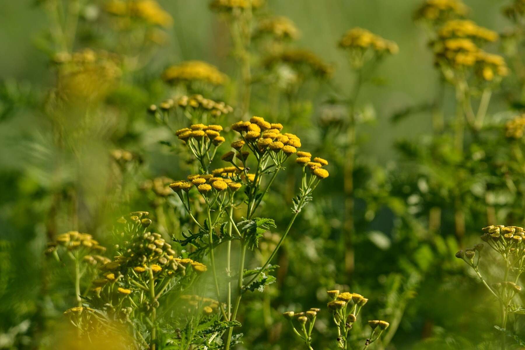 Image of common tansy