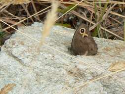 Image of Common Wood Nymph