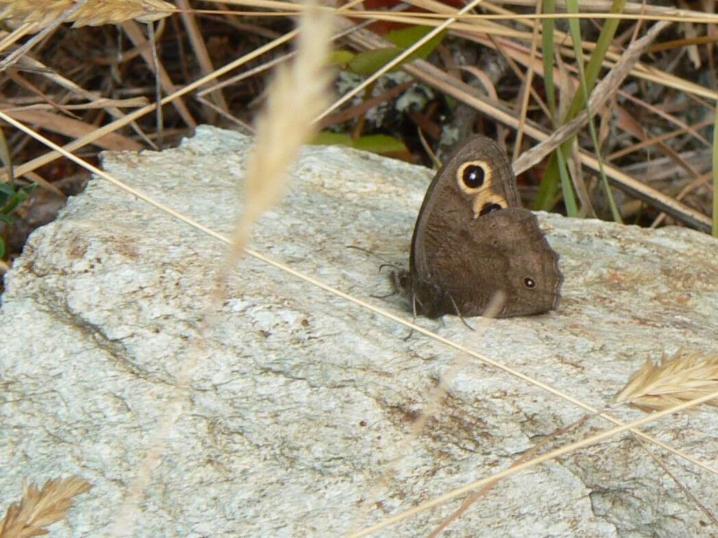 Image of Common Wood Nymph