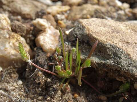 Image de Myosurus apetalus C. Gay