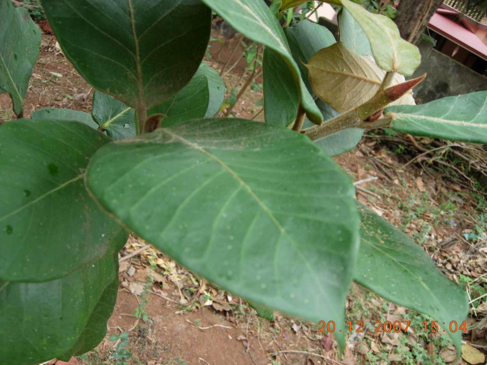 Image of Caroline banyan