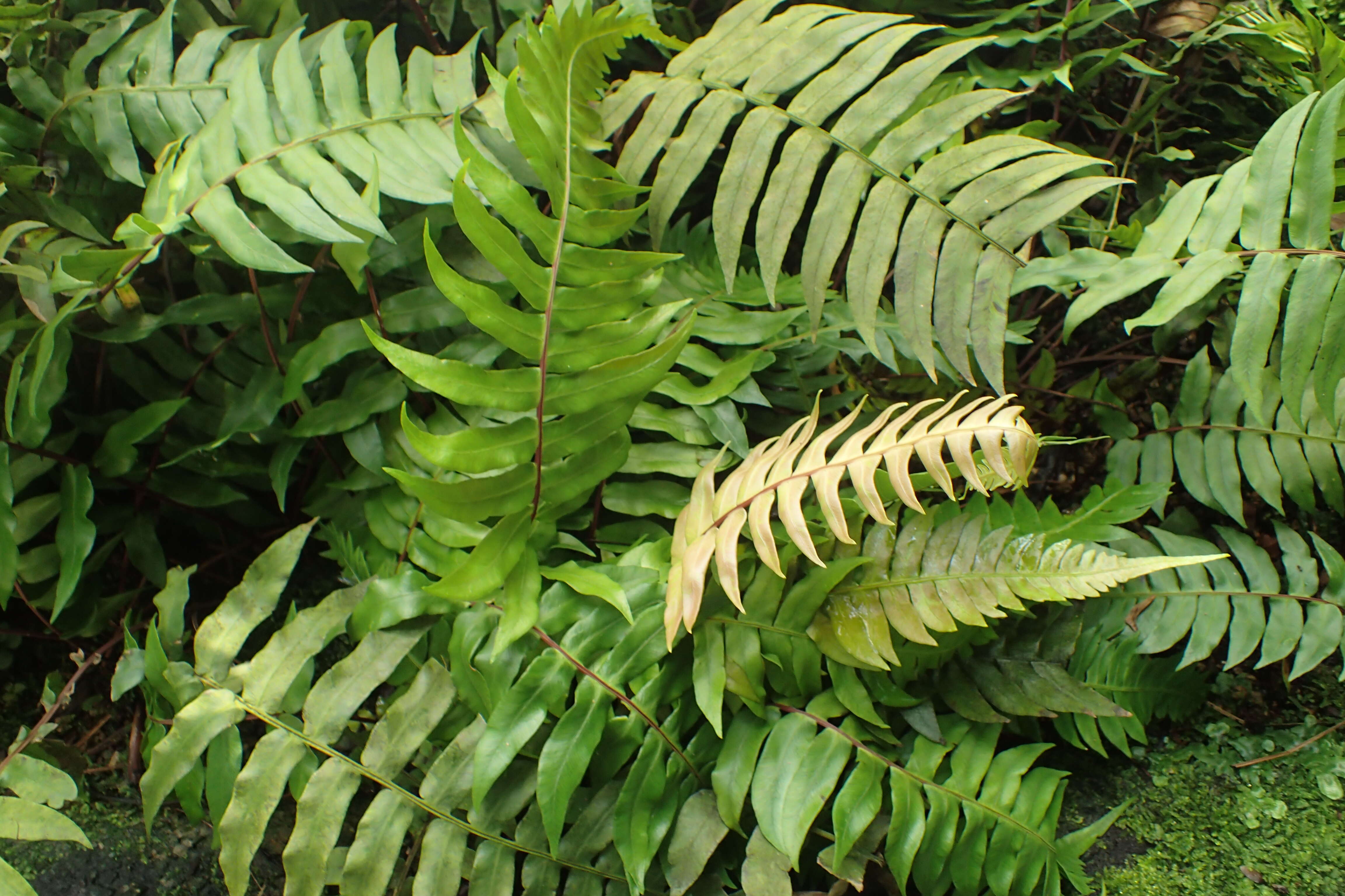 Sivun Blechnum occidentale L. kuva