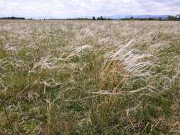 Image of European feather grass