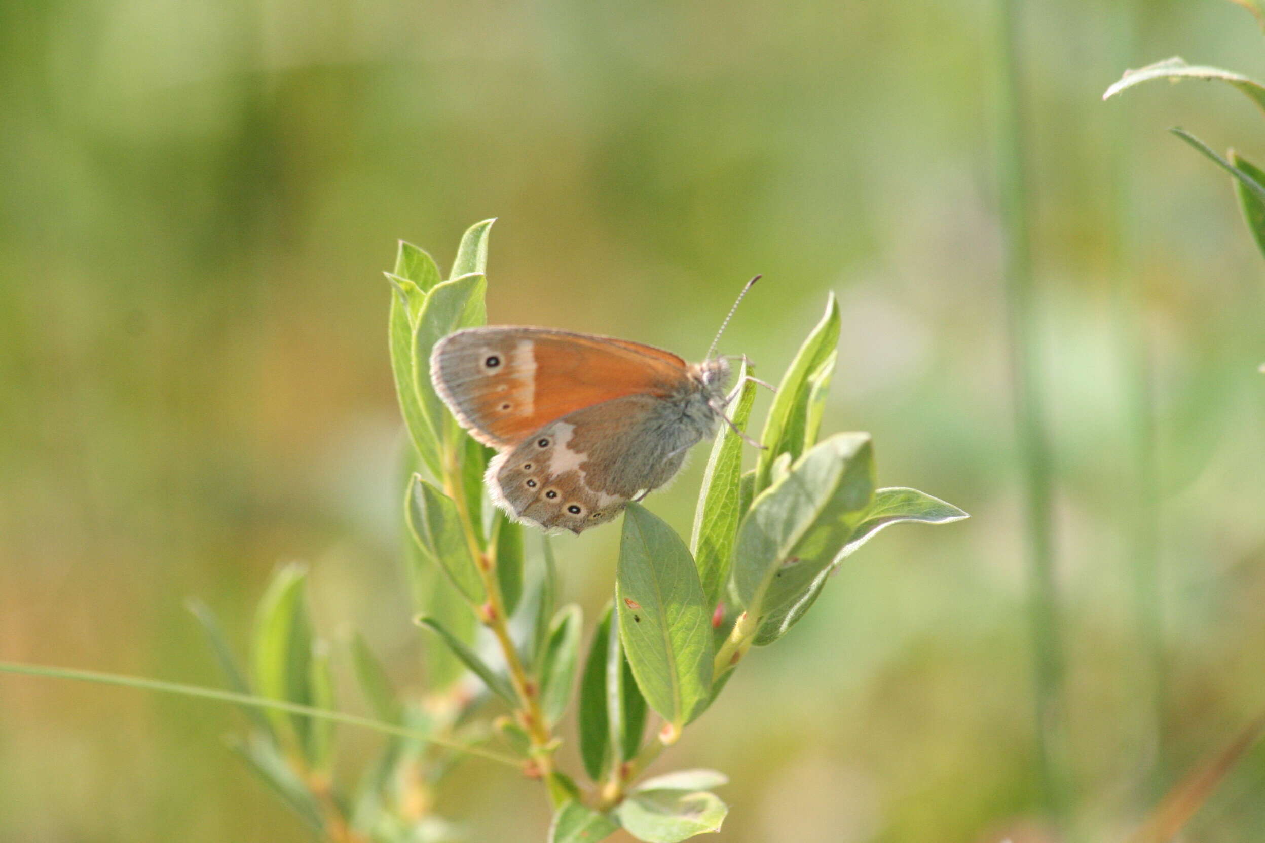 Image of Common Ringlet