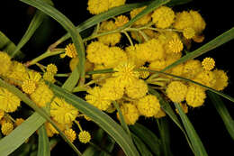 Image of orange wattle