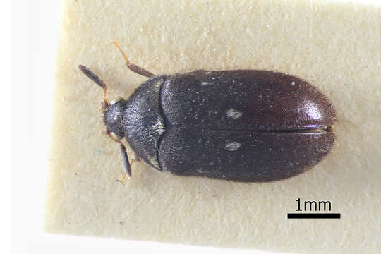 Attagenus pellio (Linnaeus 1758) resmi