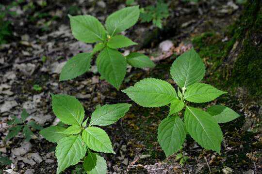 Image of small balsam