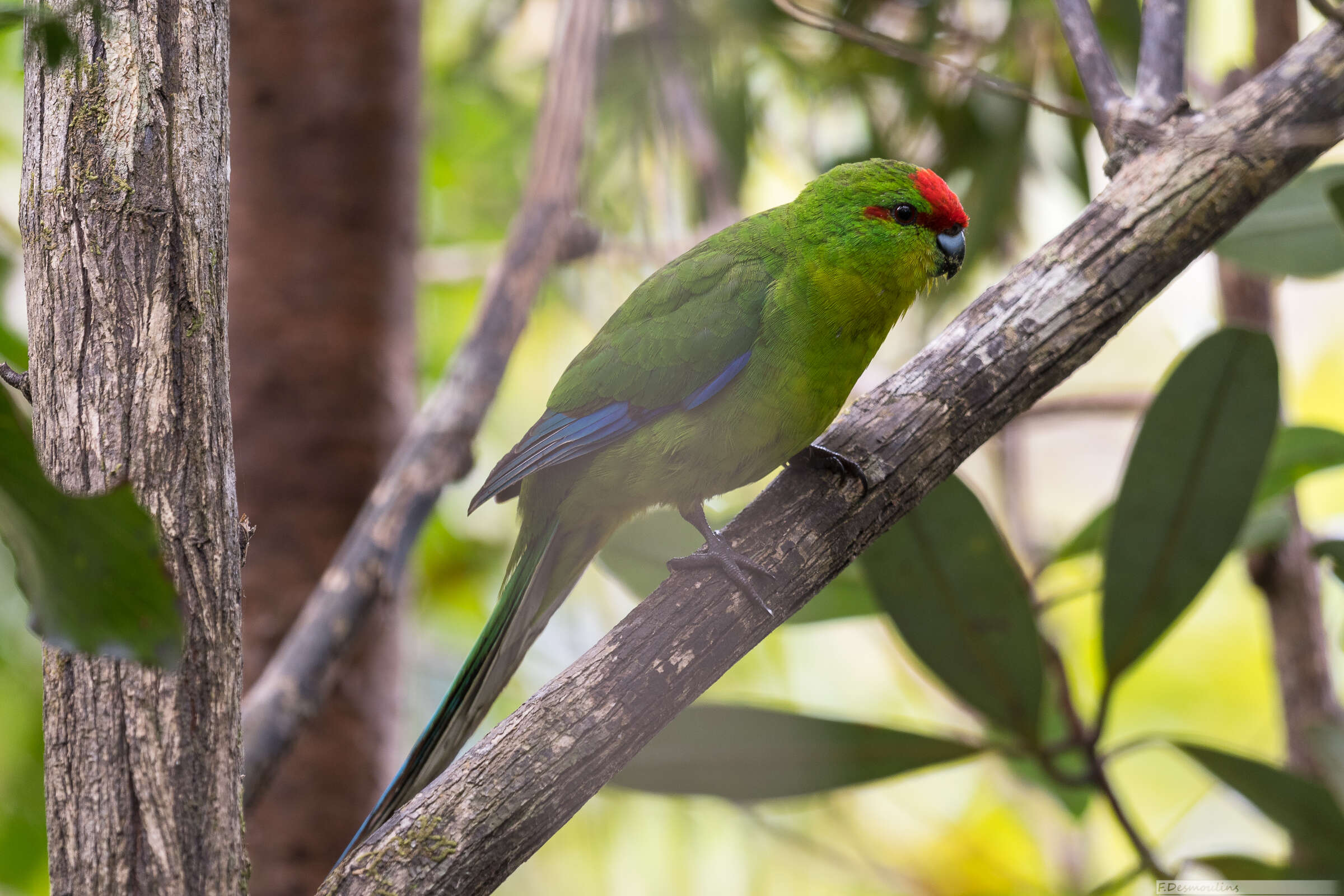 Image of New Caledonian Parakeet