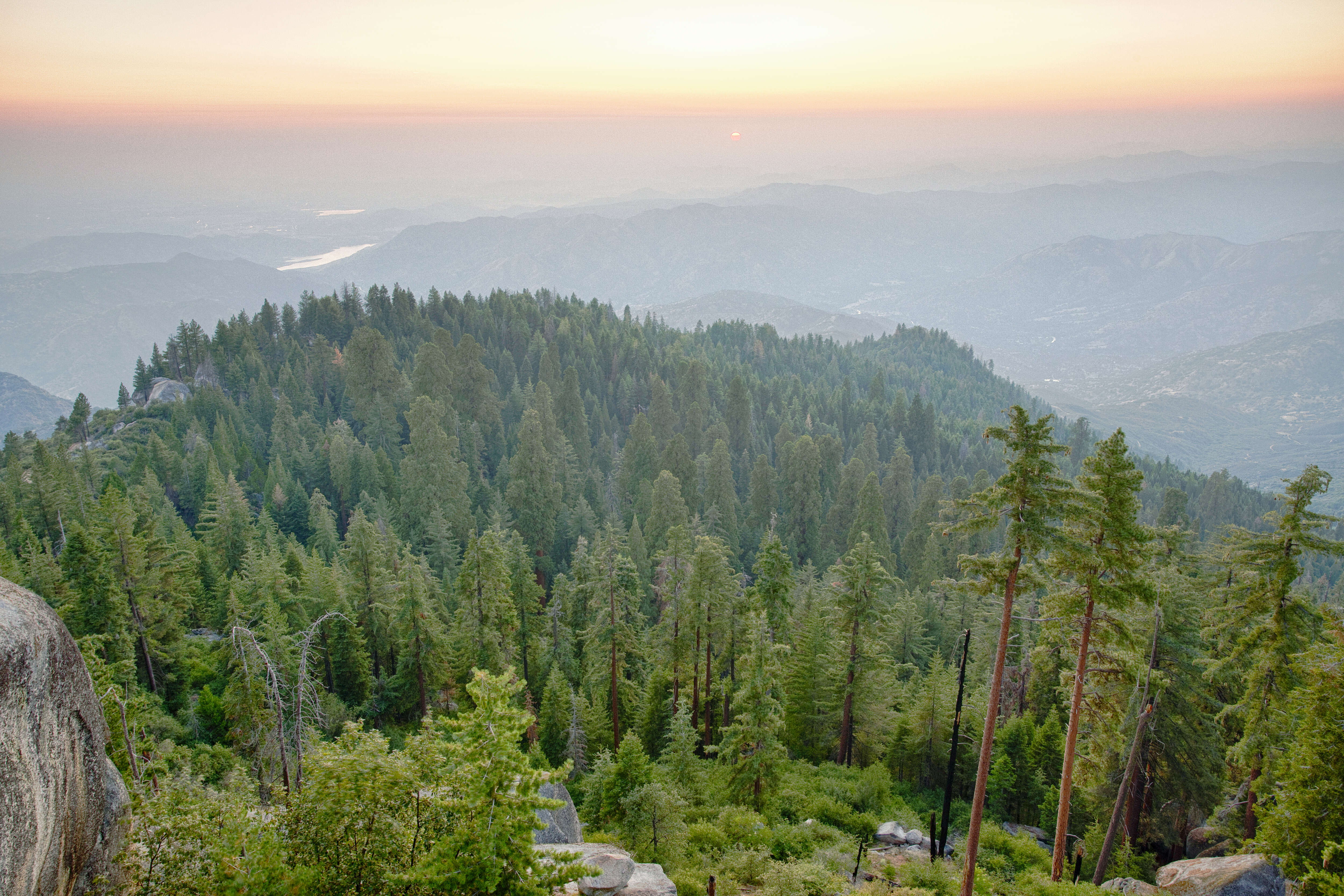 Image of giant sequoia