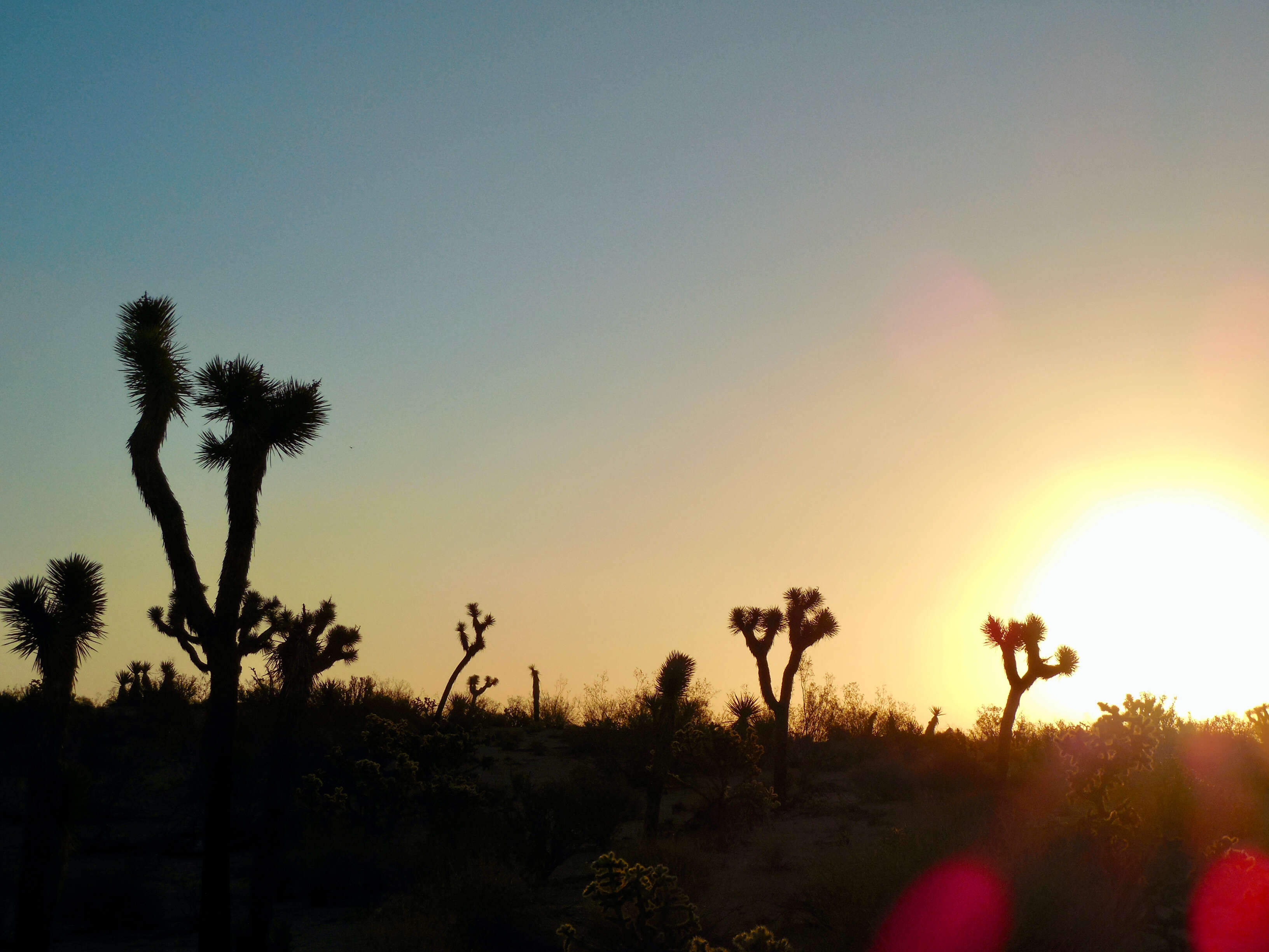 Слика од Yucca brevifolia Engelm.