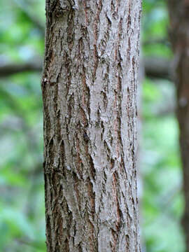 Image of black locust