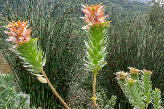 Imagem de Mimetes cucullatus (L.) R. Br.