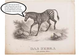 Image of zebra