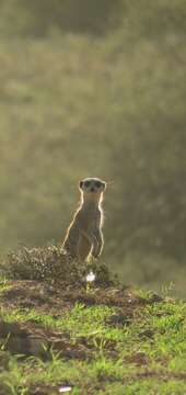 Image of Suricata Desmarest 1804