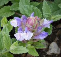 Image of Alpine Skullcap